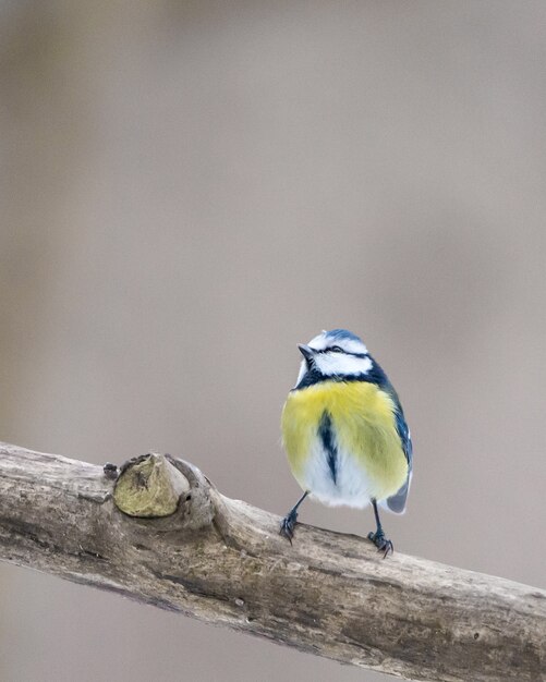 Primer plano vertical de un pequeño pájaro amarillo en la rama de madera con un fondo borroso