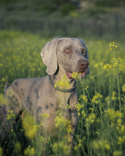 Primer plano vertical de un perro Weimaraner de pie en el campo