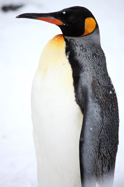 Primer plano vertical de un pingüino rey de pie en el suelo cubierto de nieve