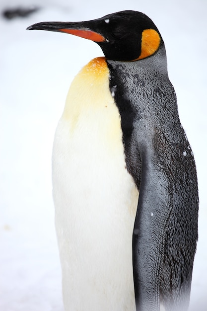 Primer plano vertical de un pingüino rey de pie en el suelo cubierto de nieve