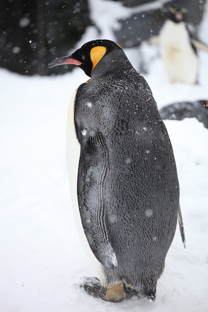Foto gratuita primer plano vertical de un pingüino rey de pie en el suelo cubierto de nieve