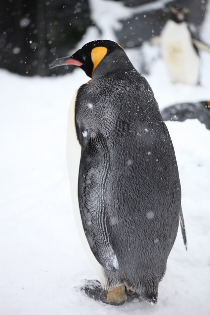 Primer plano vertical de un pingüino rey de pie en el suelo cubierto de nieve
