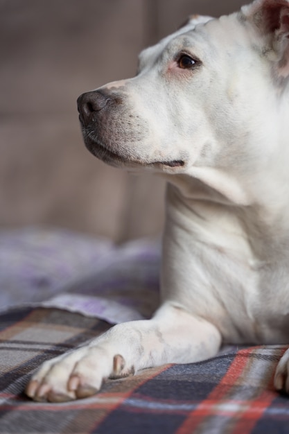 Primer plano vertical de un pit bull blanco sentado en un sofá