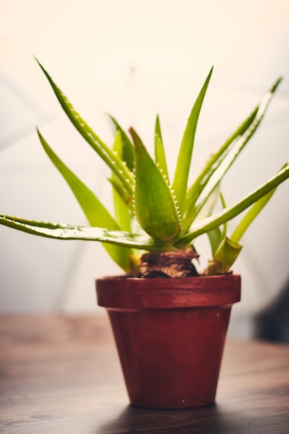 Primer plano vertical de una planta de Aloe Vera en una olla de barro sobre una superficie de madera