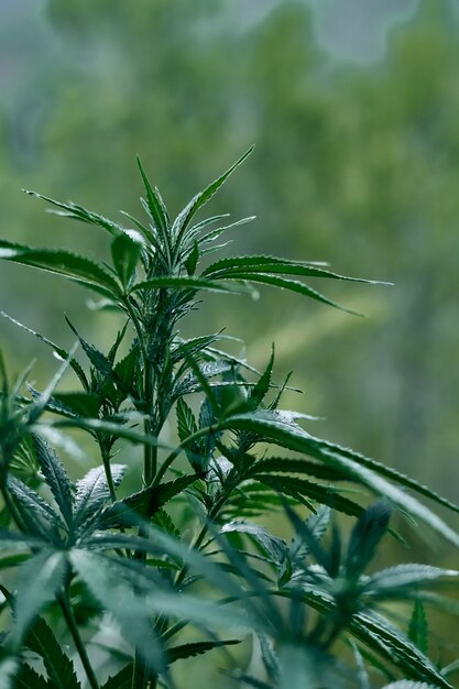 Primer plano vertical de una planta de cannabis verde