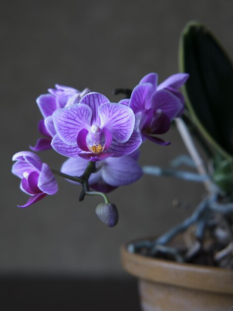 Primer plano vertical de una planta con flores Phalaenopsis amabilis púrpura