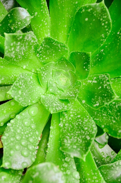 Primer plano vertical de una planta verde cubierta con gotas de rocío