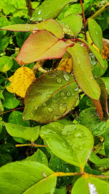 Primer plano vertical de una planta verde fresca con gotas de agua sobre ella