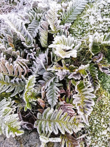 Primer plano vertical de plantas congeladas en el bosque en Stavern, Noruega