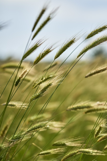 Primer plano vertical de plantas de triticale