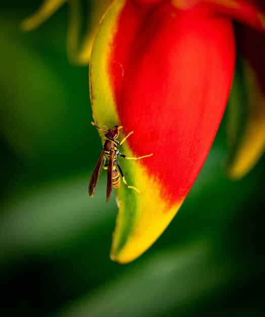 Primer plano vertical de una Polistes dorsalis sobre una hoja de flor bajo la luz del sol