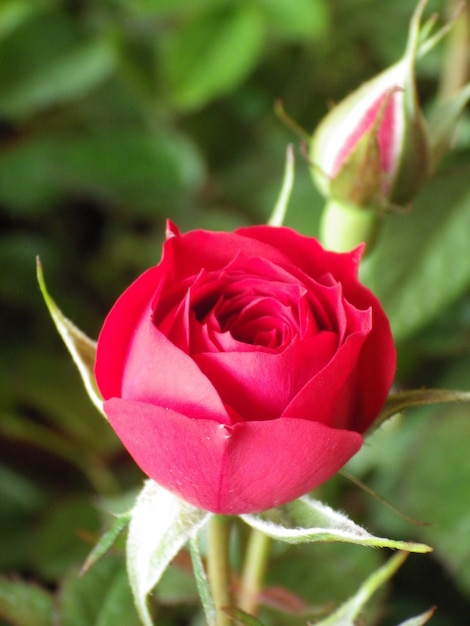 Primer plano vertical de una rosa floreciente en el verdor