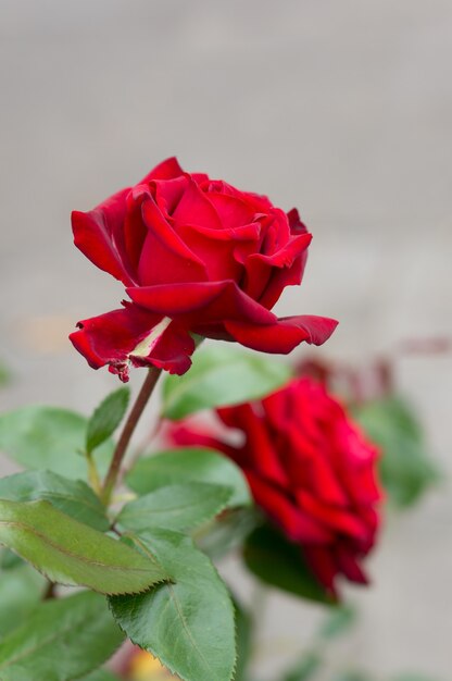 Primer plano vertical de rosas rojas bajo la luz del sol con un fondo borroso