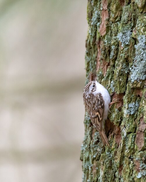 Primer plano vertical de un trepador americano en un árbol