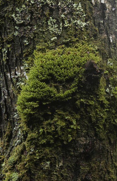 Primer plano vertical del tronco de un árbol cubierto de musgo