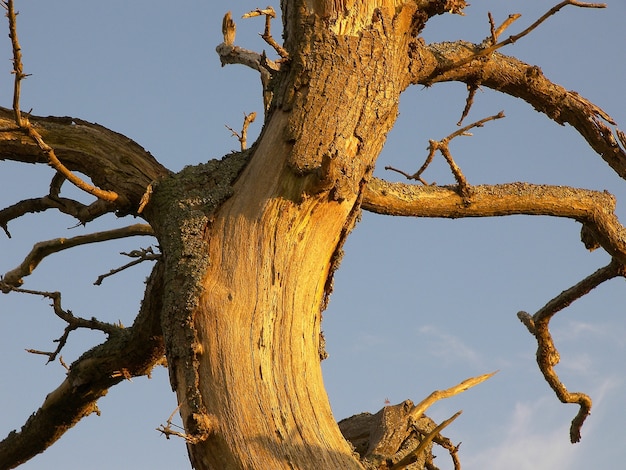 Primer plano vertical de un tronco de árbol dañado con ramas desnudas