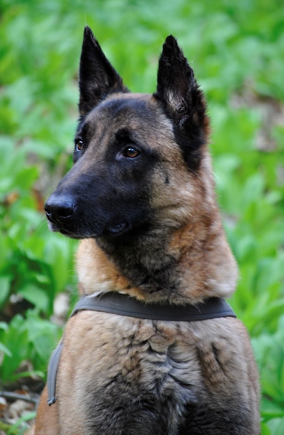 Perro Negro Grande De La Raza De La Mezcla Del Pastor Alemán, Rescate Del  Animal Doméstico Foto de archivo - Imagen de humano, pino: 114724198