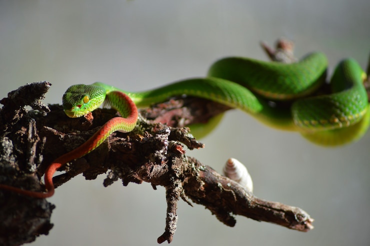 Foto gratuito primer plano de una víbora venenosa de labios blancos, también conocida como trimeresurus albolabris en latín