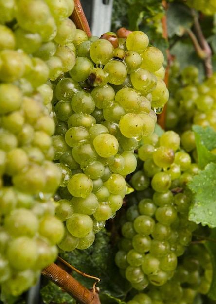 Primer plano de vides Chardonnay verdes en Lombardía, norte de Italia