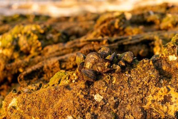 Primer plano de viejas conchas en el suelo cubierto de tierra y musgo bajo la luz del sol