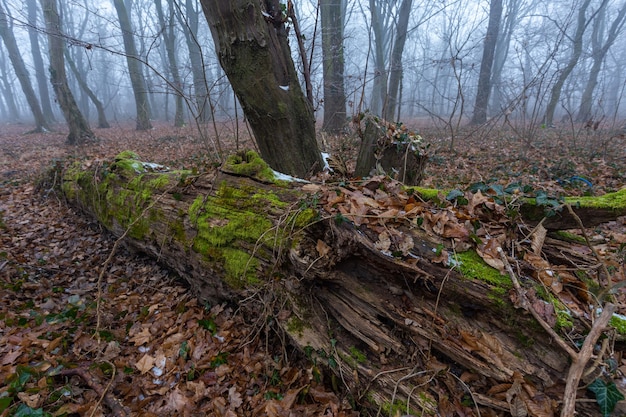 Primer plano de un viejo árbol caído seco en un bosque neblinoso en Zagreb, Croacia.