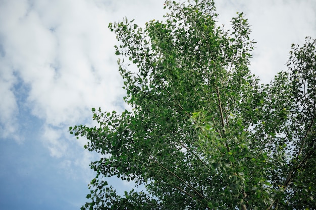 Primer plano de vista de ángulo bajo de la parte superior del árbol