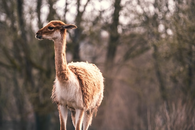 Primer plano de vista frontal de un guanaco caminando con árboles en el fondo