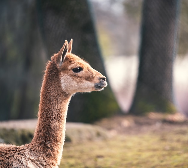 Primer plano de vista lateral de una llama con grandes troncos de árboles