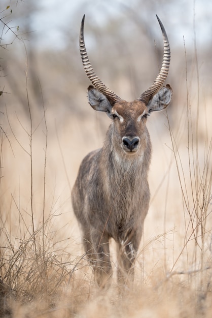 Primer plano de un waterbuck