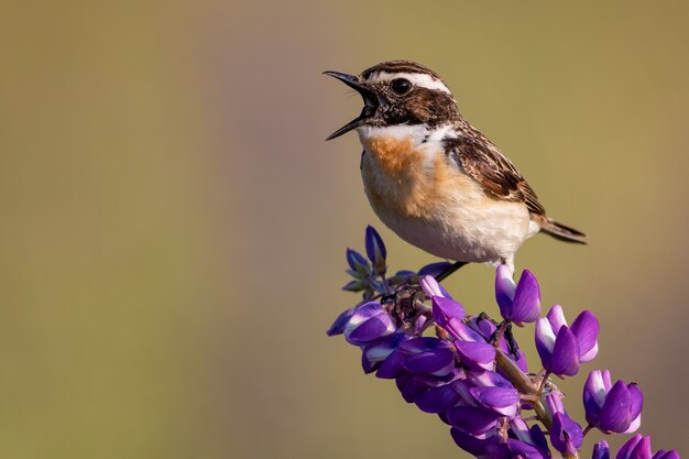 Primer plano de whinchat sobre un lupino en un campo bajo la luz del sol con un fondo borroso