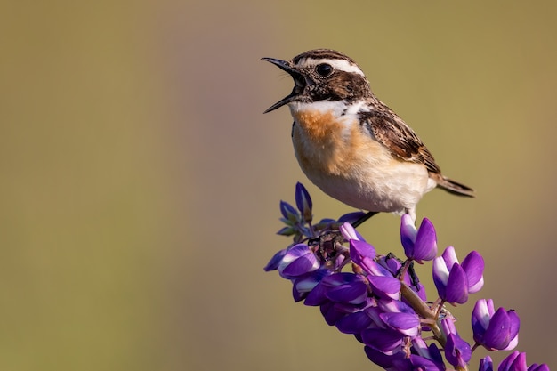 Primer plano de whinchat sobre un lupino en un campo bajo la luz del sol con un fondo borroso