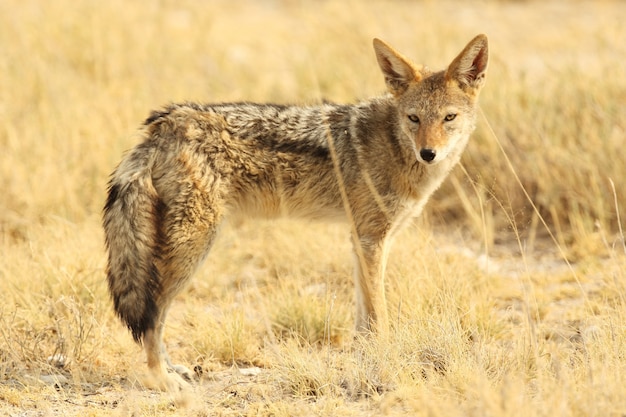 Primer plano de un zorro del cabo de pie sobre llanuras cubiertas de hierba de una sabana en Namibia