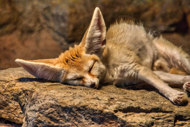 Primer plano de un zorro Fennec durmiendo sobre una piedra bajo el cálido sol