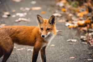 Foto gratuita primer plano de un zorro rojo vulpes vulpes de pie en el medio silvestre