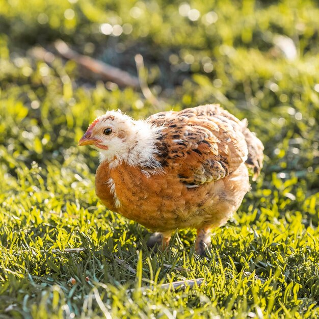 Primer pollo pequeño