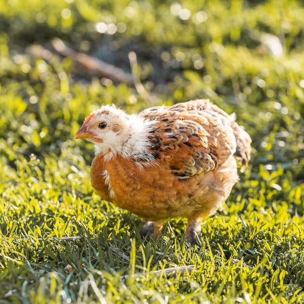 Primer pollo pequeño