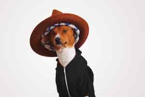 Foto gratuita primer retrato de un elegante perro basenji con una sudadera con capucha negra que lleva un gran sombrero de montaña marrón con forro de colores con paredes blancas