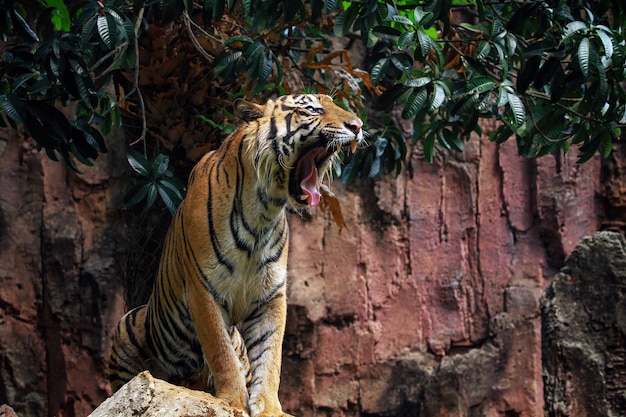 Primer rostro de tigre de sumatra