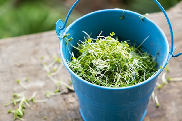 Primer de la rúcula brotada cuted microgreen en un cubo.