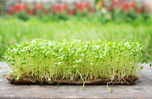 El primer de la rúcula germinada crece en la estera de lino mojada.