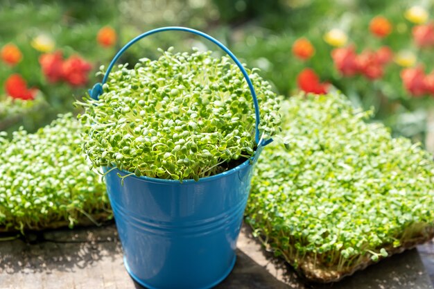 El primer de la rúcula germinada crece en la estera de lino mojada.