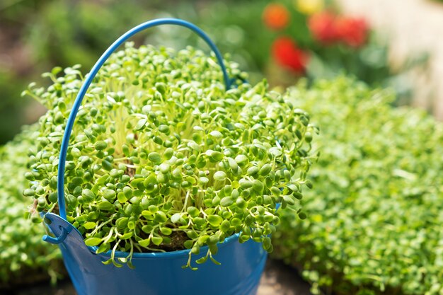 El primer de la rúcula germinada crece en la estera de lino mojada.