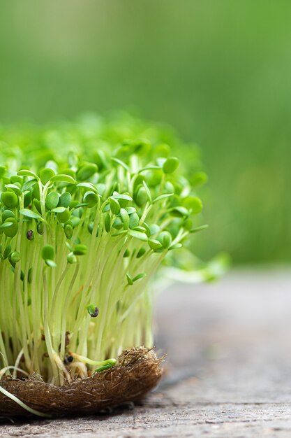 El primer de la rúcula germinada crece en la estera de lino mojada.