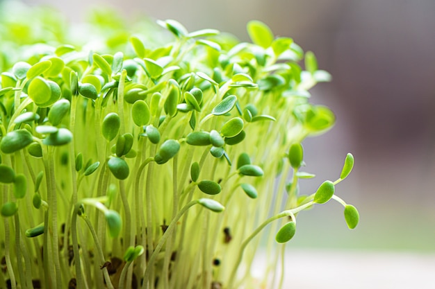 El primer de la rúcula germinada crece en la estera de lino mojada.