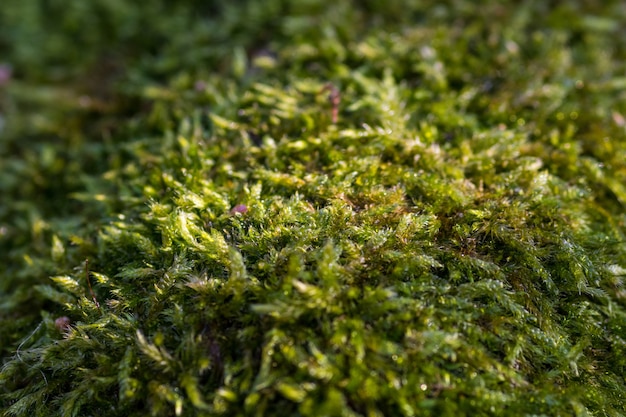 Primer tiro de césped verde