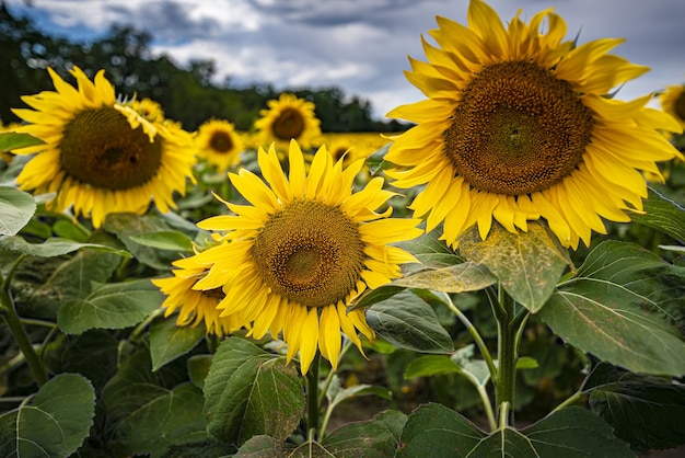 Primer tiro de girasoles florecientes en el campo