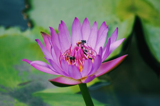 Primer tiro de moscas en una hermosa flor de nenúfar rosa