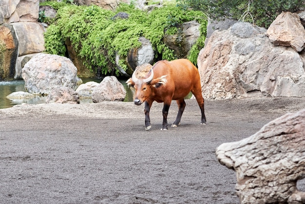 Primer tiro de pie de búfalo rojo del bosque en el zoológico