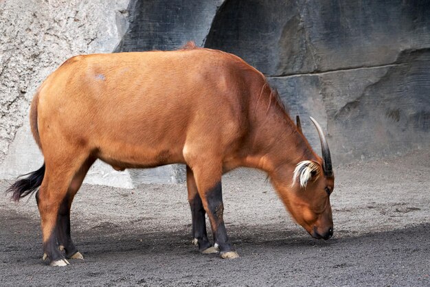 Primer tiro de pie de búfalo rojo del bosque en el zoológico