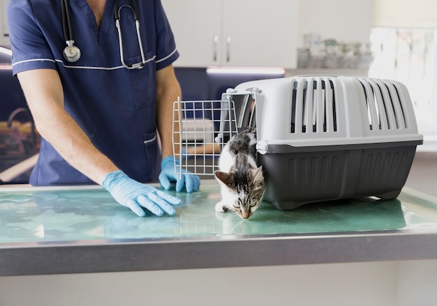 Primer veterinario con gato saliendo de la jaula
